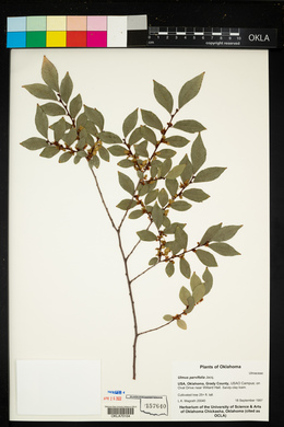 Ulmus parvifolia image