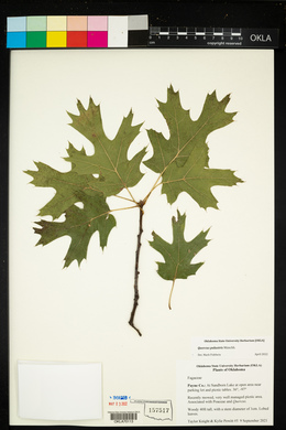 Quercus palustris image
