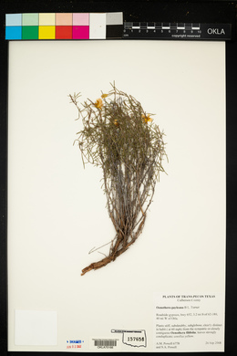 Oenothera gayleana image