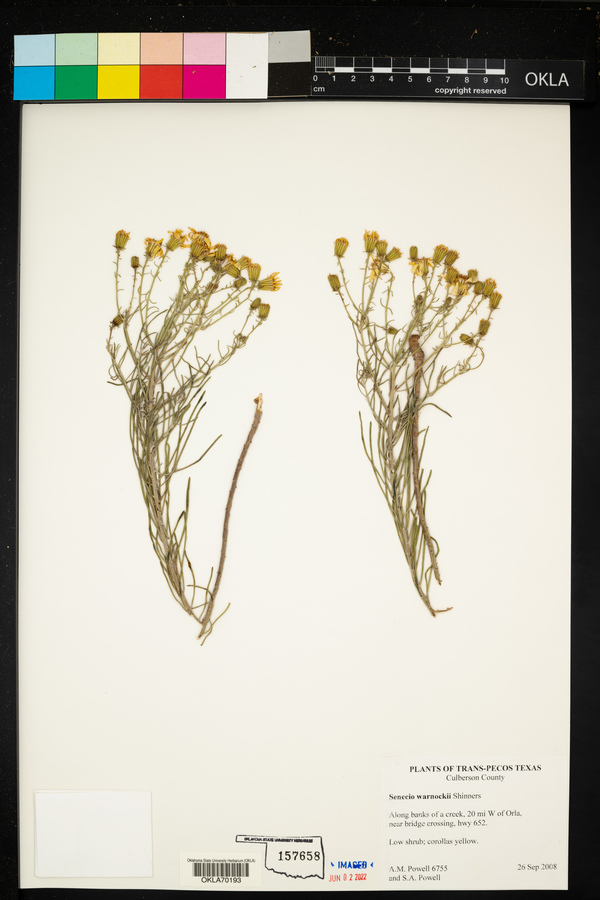Senecio warnockii image