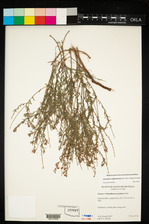 Oenothera suffrutescens image