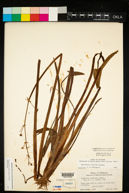 Sagittaria longiloba image
