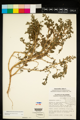Amaranthus albus image