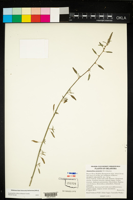 Amaranthus arenicola image
