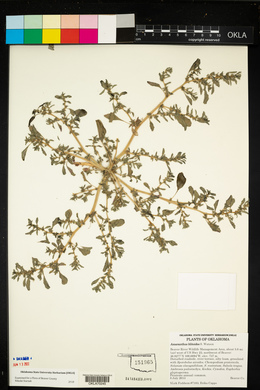 Amaranthus blitoides image