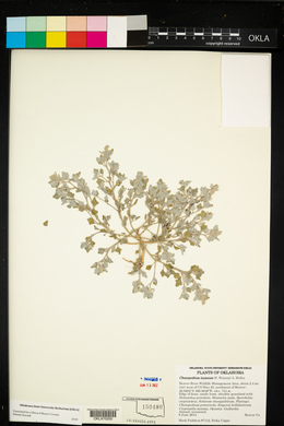 Chenopodium incanum image