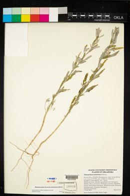Chenopodium pratericola image