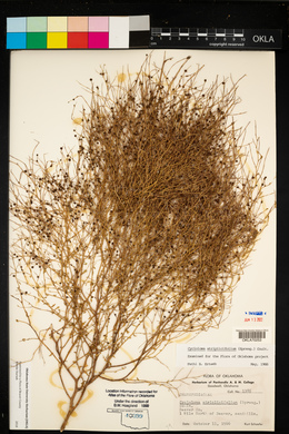 Cycloloma atriplicifolium image
