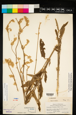 Froelichia floridana image
