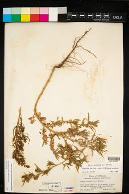 Bassia scoparia image