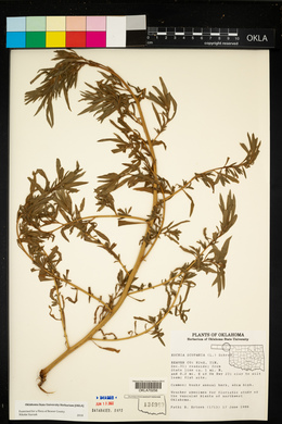 Bassia scoparia image