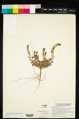 Bassia scoparia image