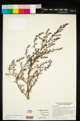 Salsola tragus image