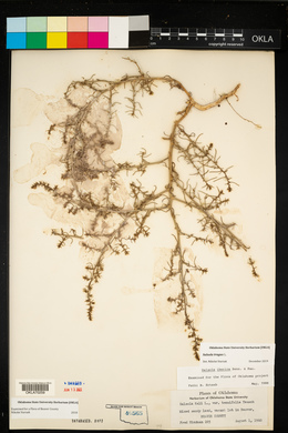 Salsola tragus image