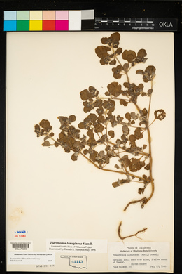 Tidestromia lanuginosa image