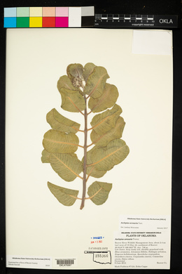 Asclepias arenaria image