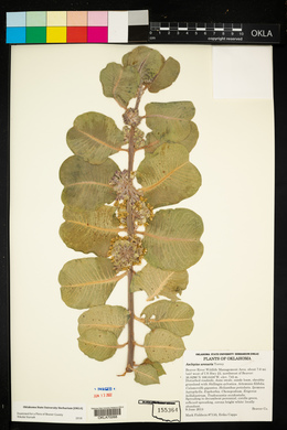 Asclepias arenaria image