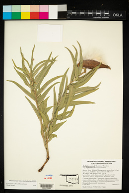 Asclepias asperula subsp. capricornu image