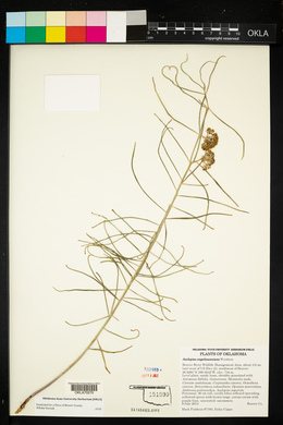 Asclepias engelmanniana image