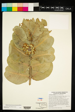 Asclepias latifolia image