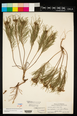 Asclepias pumila image