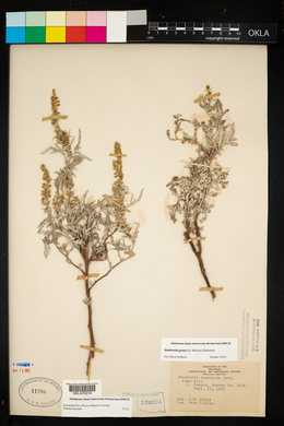Ambrosia tomentosa image