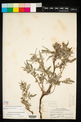 Ambrosia tomentosa image