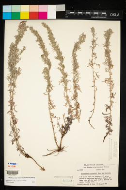 Artemisia carruthii image