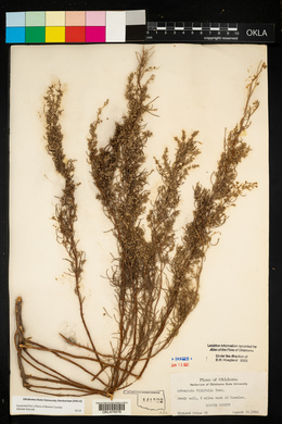 Artemisia filifolia image