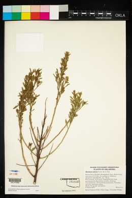 Baccharis salicina image