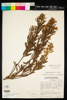 Baccharis salicina image