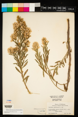 Baccharis salicina image