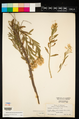Baccharis salicina image