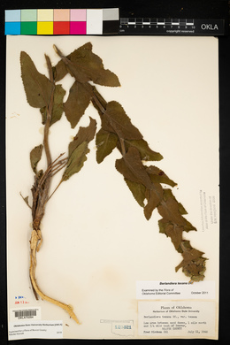 Berlandiera texana image