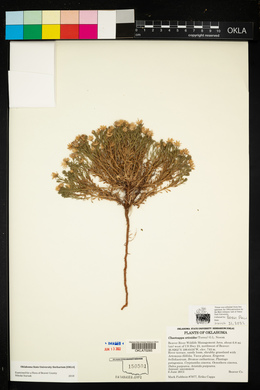 Chaetopappa ericoides image