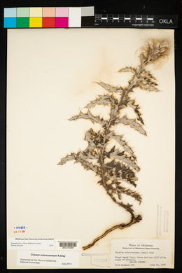 Cirsium ochrocentrum image
