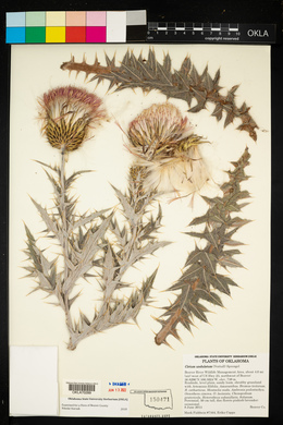 Cirsium undulatum image