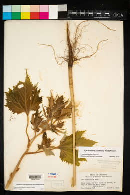Cyclachaena xanthiifolia image