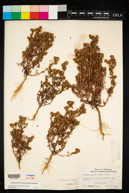 Dyssodia papposa image