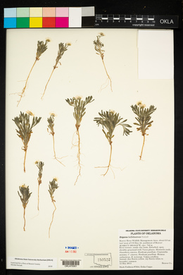 Erigeron bellidiastrum image