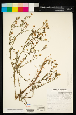 Erigeron bellidiastrum image