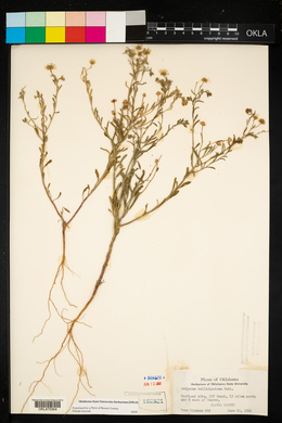 Erigeron bellidiastrum image