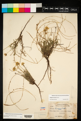 Erigeron tracyi image