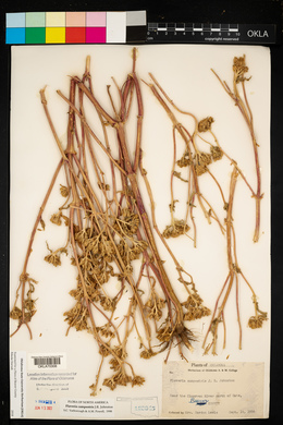 Flaveria campestris image