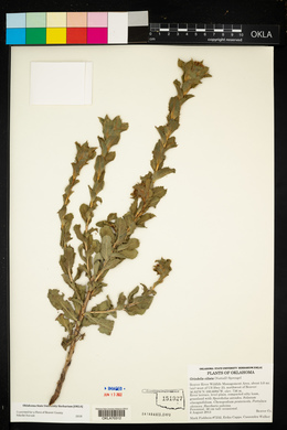 Grindelia ciliata image