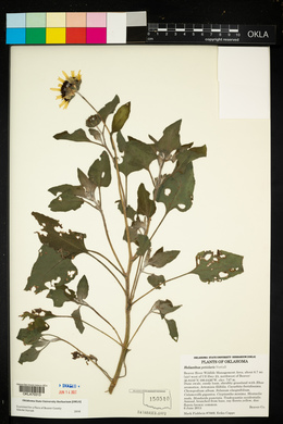 Helianthus petiolaris image