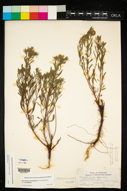Chrysopsis stenophylla image
