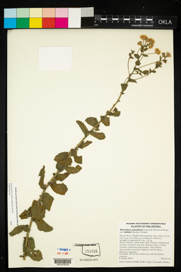 Heterotheca subaxillaris subsp. latifolia image