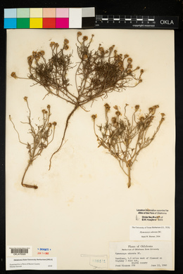 Hymenoxys odorata image