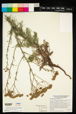 Hymenopappus tenuifolius image